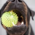dentition chien