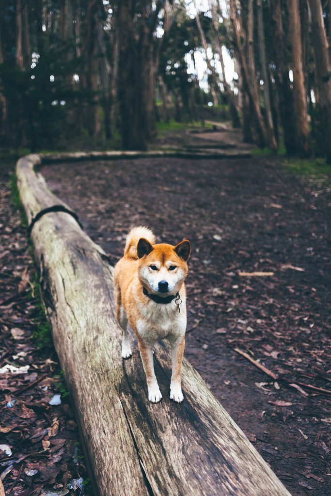 Chien-sur-une-buche