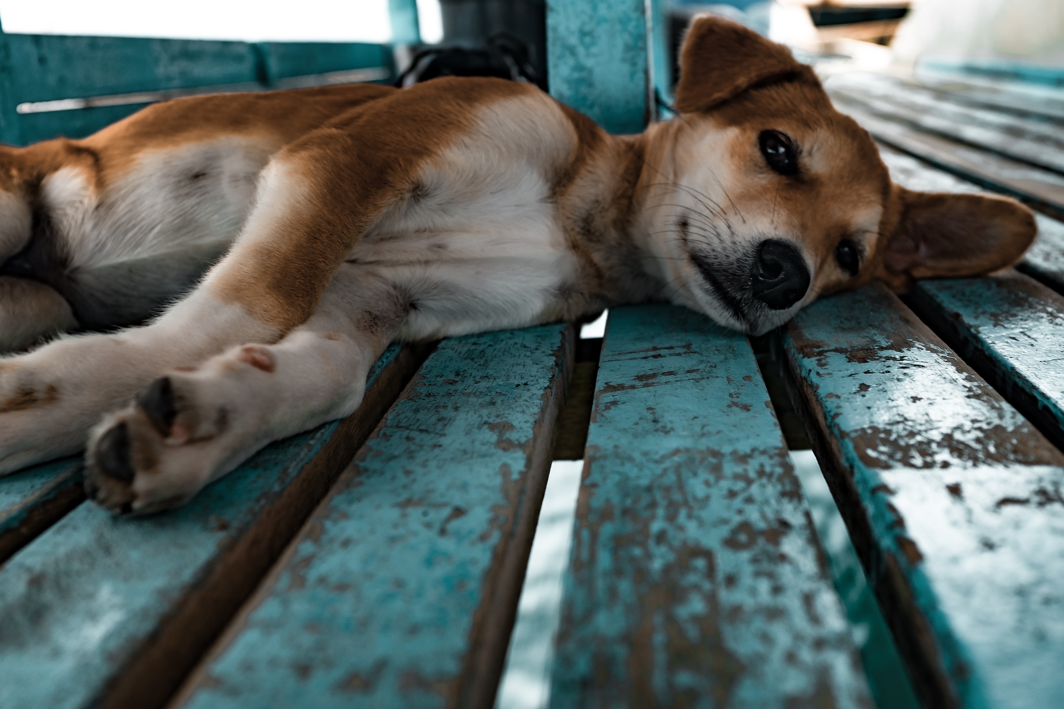 Chien-sur-un-banc