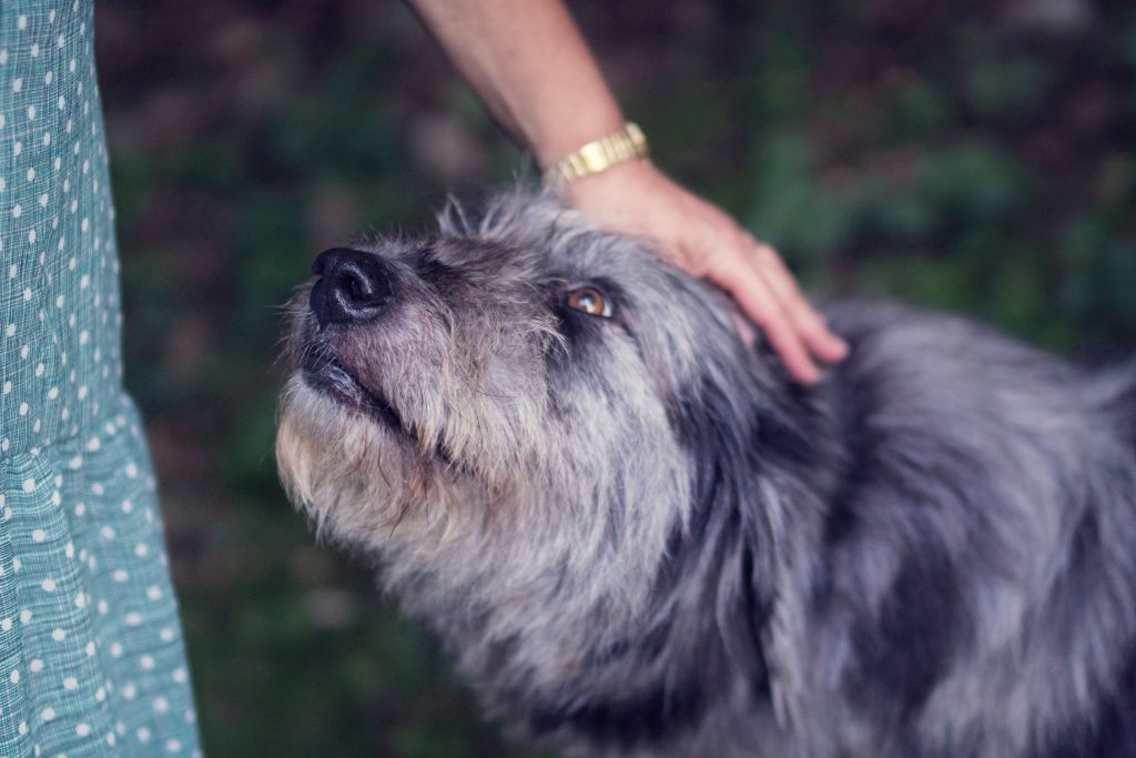 Chien-huereux-main-sur-la-tete