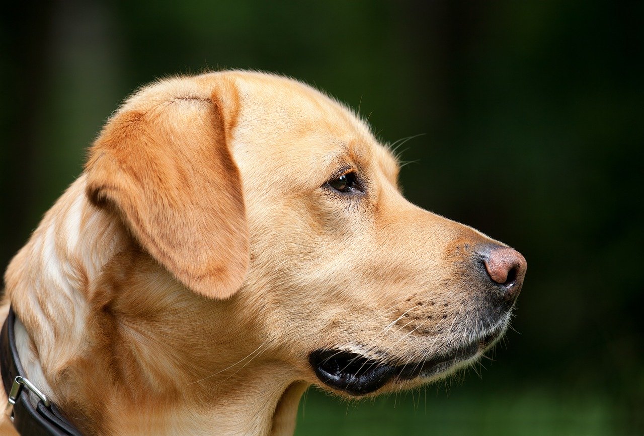 Avoir un chien comme un animal de compagnie.