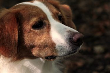 Faire appel à un soigneur animalier de temps à autre pour votre chien.