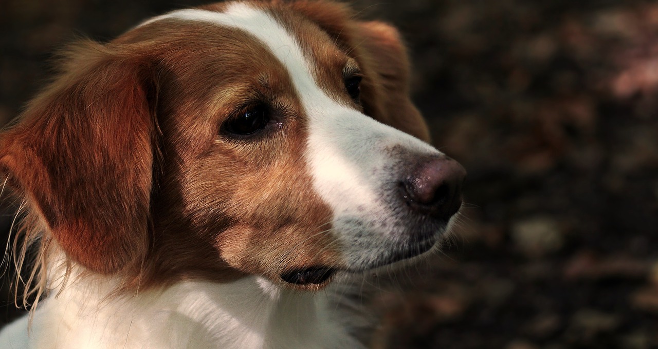 Faire appel à un soigneur animalier de temps à autre pour votre chien.